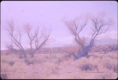 Mi diario de viaje particular - Bishop, CA - Otoño