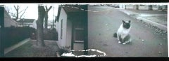 Mein eigenes privates Reisetagebuch – Bishop, CA – Lulu II, Gehen