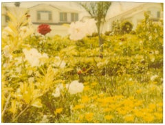 Nachbarschaftsgarten ( Suburbia), analog, montiert – Zeitgenössisch, Polaroid, Farbe