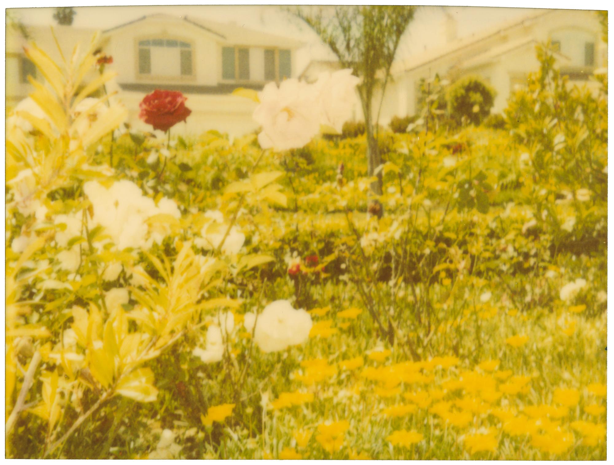 Neighborhood Garden (Suburbia), analog, mounted - Contemporary, Polaroid, Color