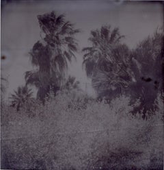 Oasis III (Sidewinder)