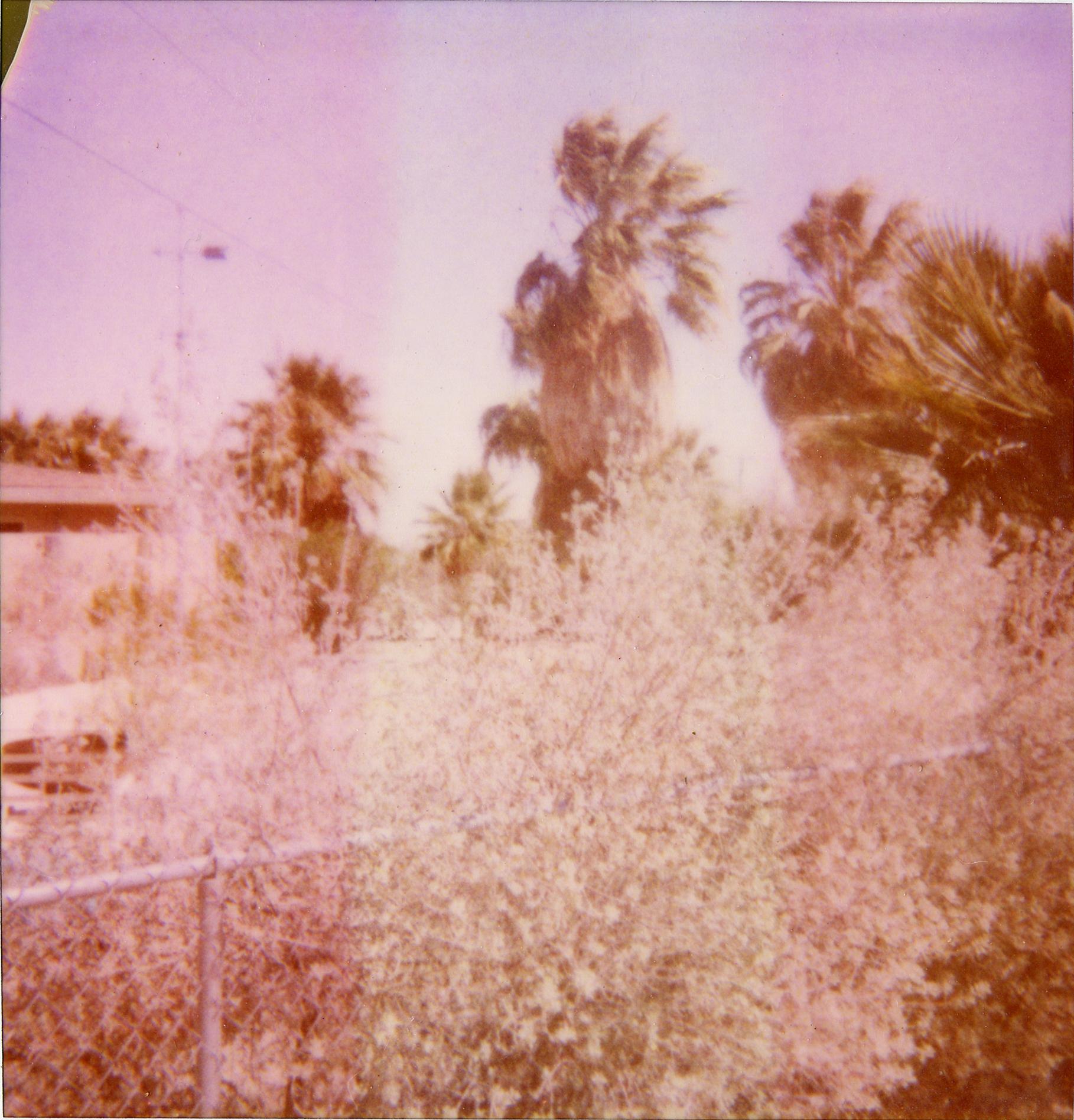 Oasis IV (Sidewinder)