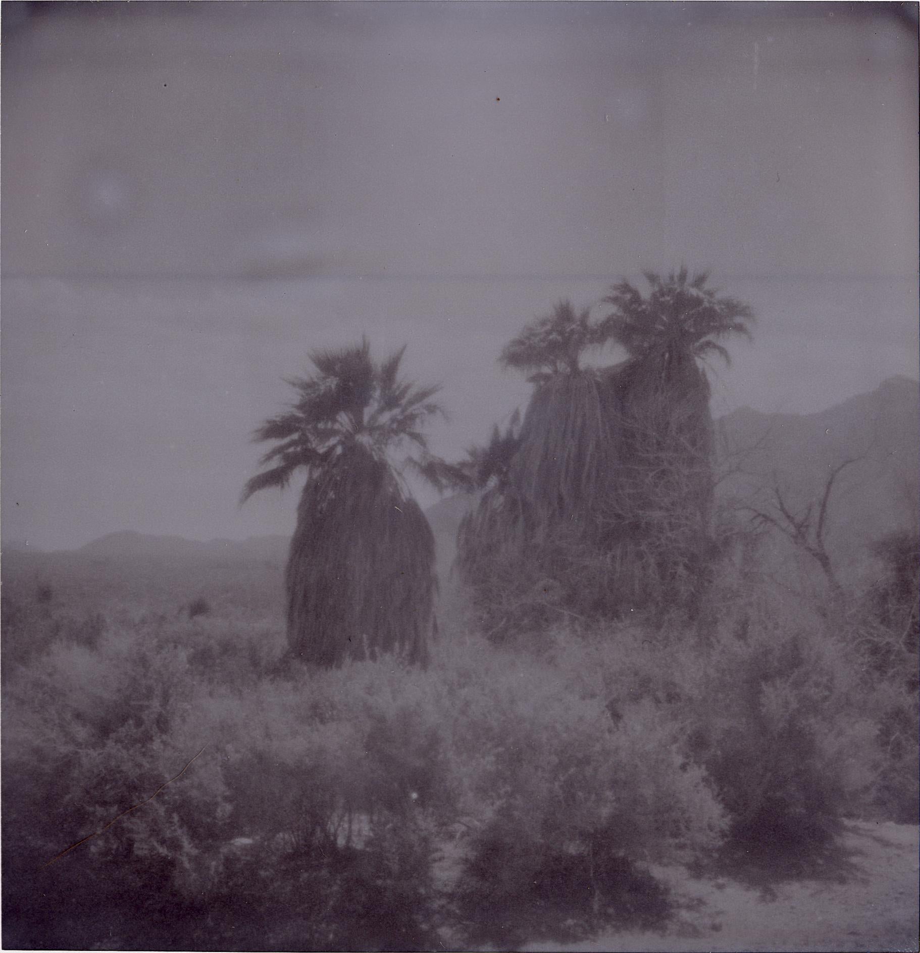 Oasis XVI (Sidewinder)