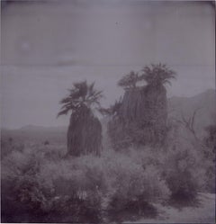 Oasis XVI (Sidewinder)