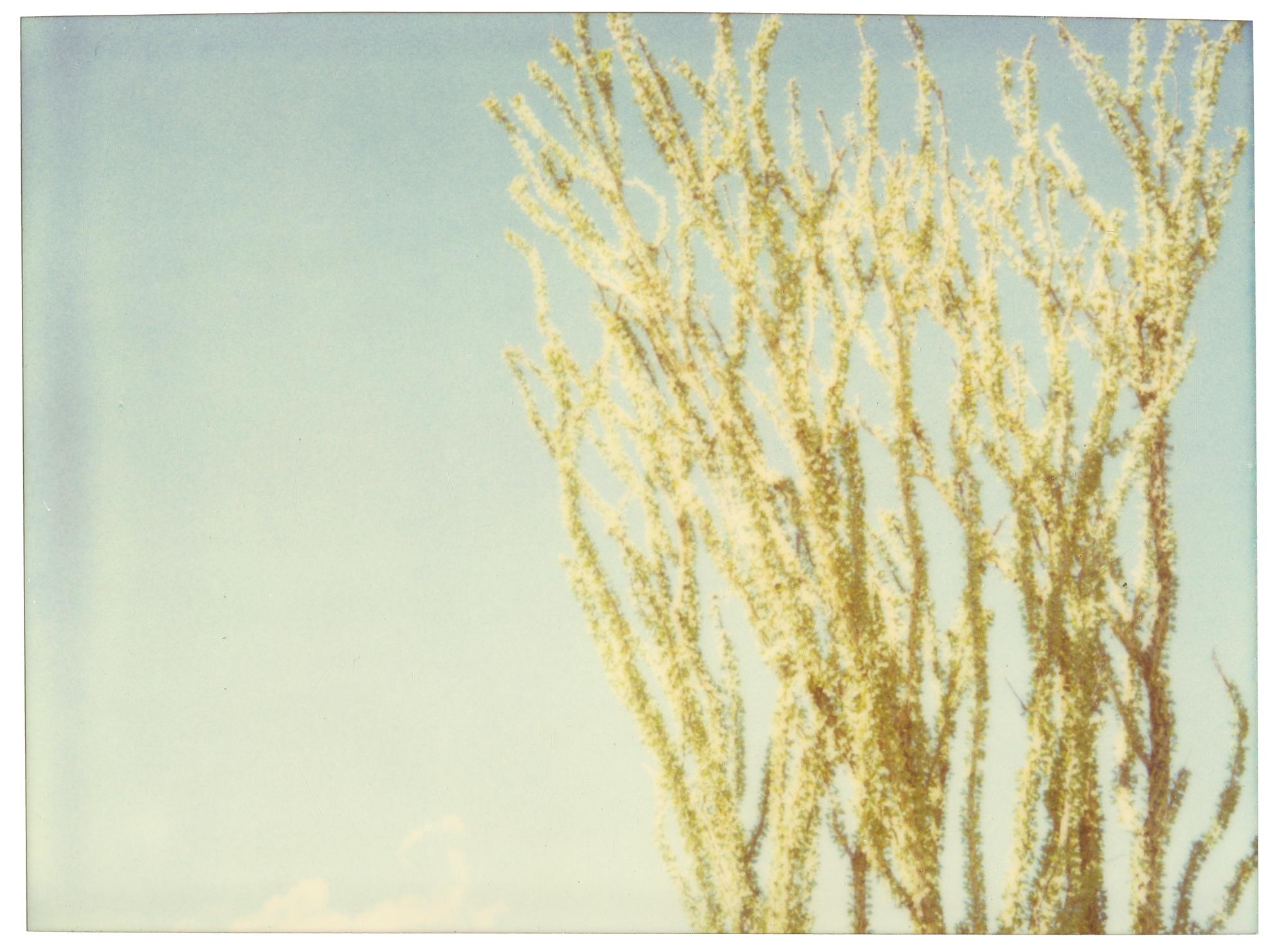 Stefanie Schneider Color Photograph – Ocotillo (29 Palms, CA)