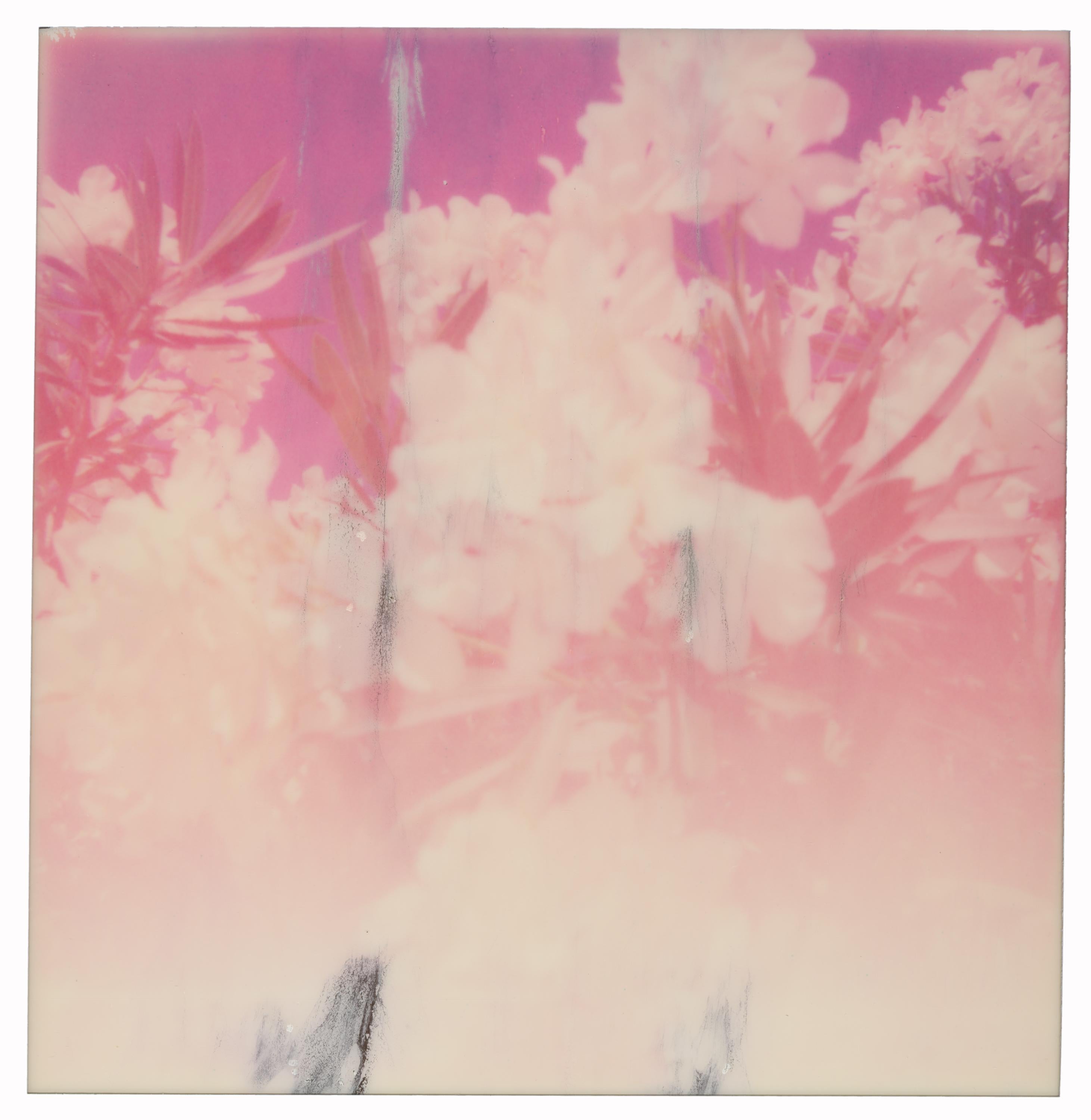 Color Photograph Stefanie Schneider - Oleander (Life on Marli) - Contemporain, 21e siècle, Polaroïd