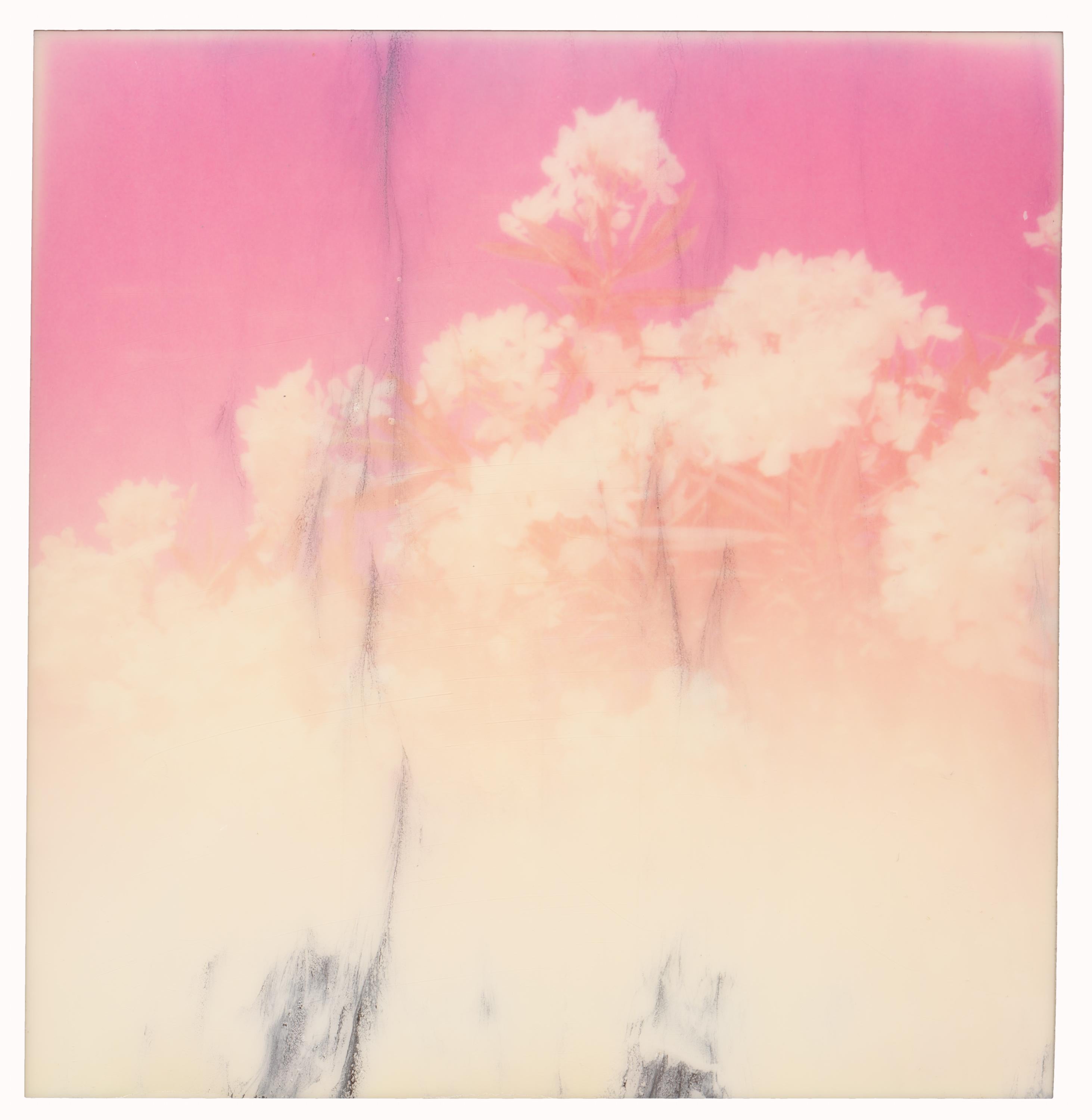 Stefanie Schneider Color Photograph - Oleander (Life on Mars) - Contemporary, 21st Century, Polaroid