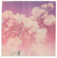 Oleander (Life on Marli) - Contemporain, 21e siècle, Polaroïd