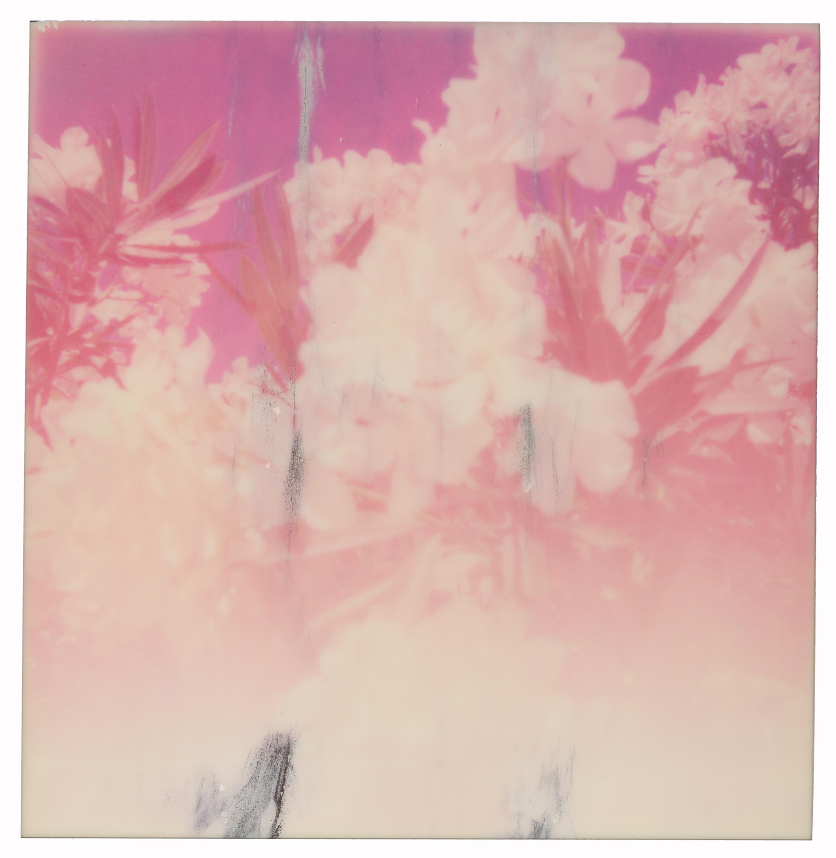 Color Photograph de Stefanie Schneider - Oleander (Life on Mars) - Contemporáneo, Siglo XXI, Polaroid