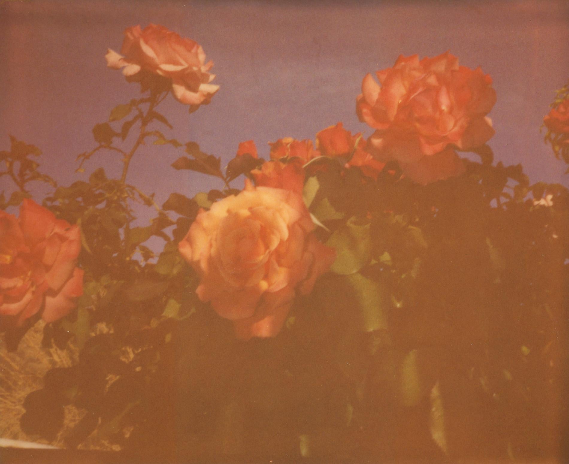 Stefanie Schneider Color Photograph - Once in a blue Moon (The Girl behind the White Picket Fence)