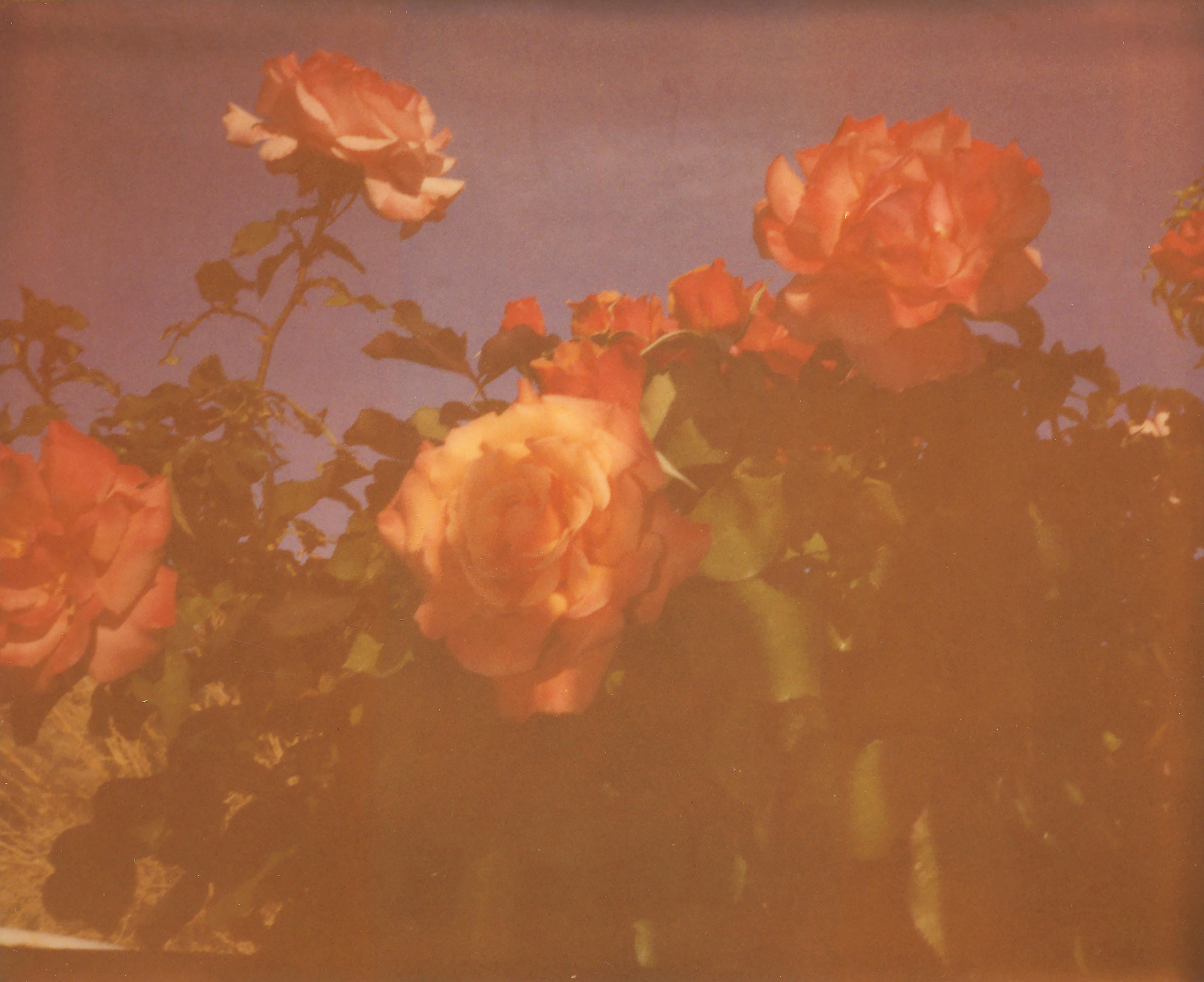 Once in a Blue Moon (Das Mädchen) – einschließlich des Buches „A Half Forgotten Dream“