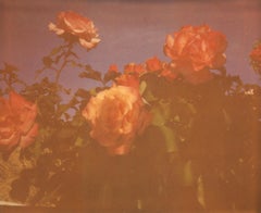 Once in a Blue Moon (The Girl) - including the book 'A Half Forgotten Dream'