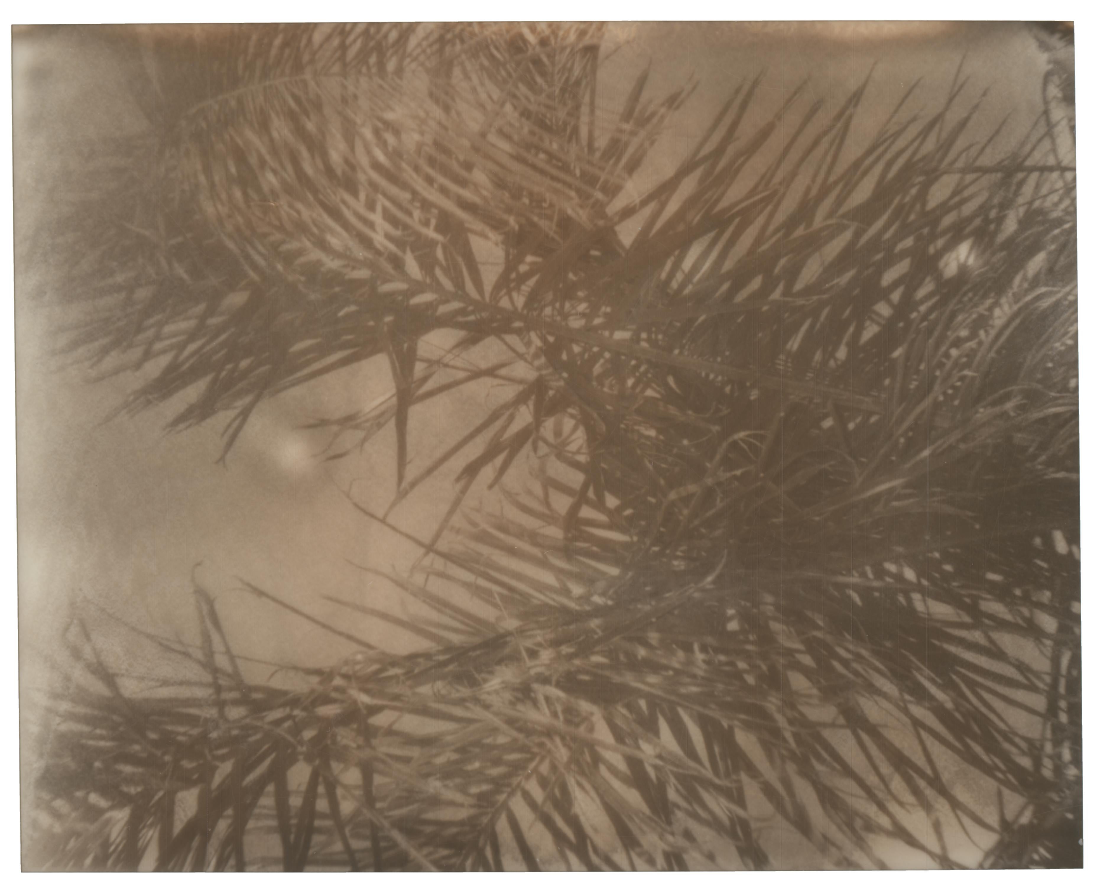 Stefanie Schneider Color Photograph - Palm Frond (Life on Mars) - 21st Century, Polaroid, Contemporary, Landscape