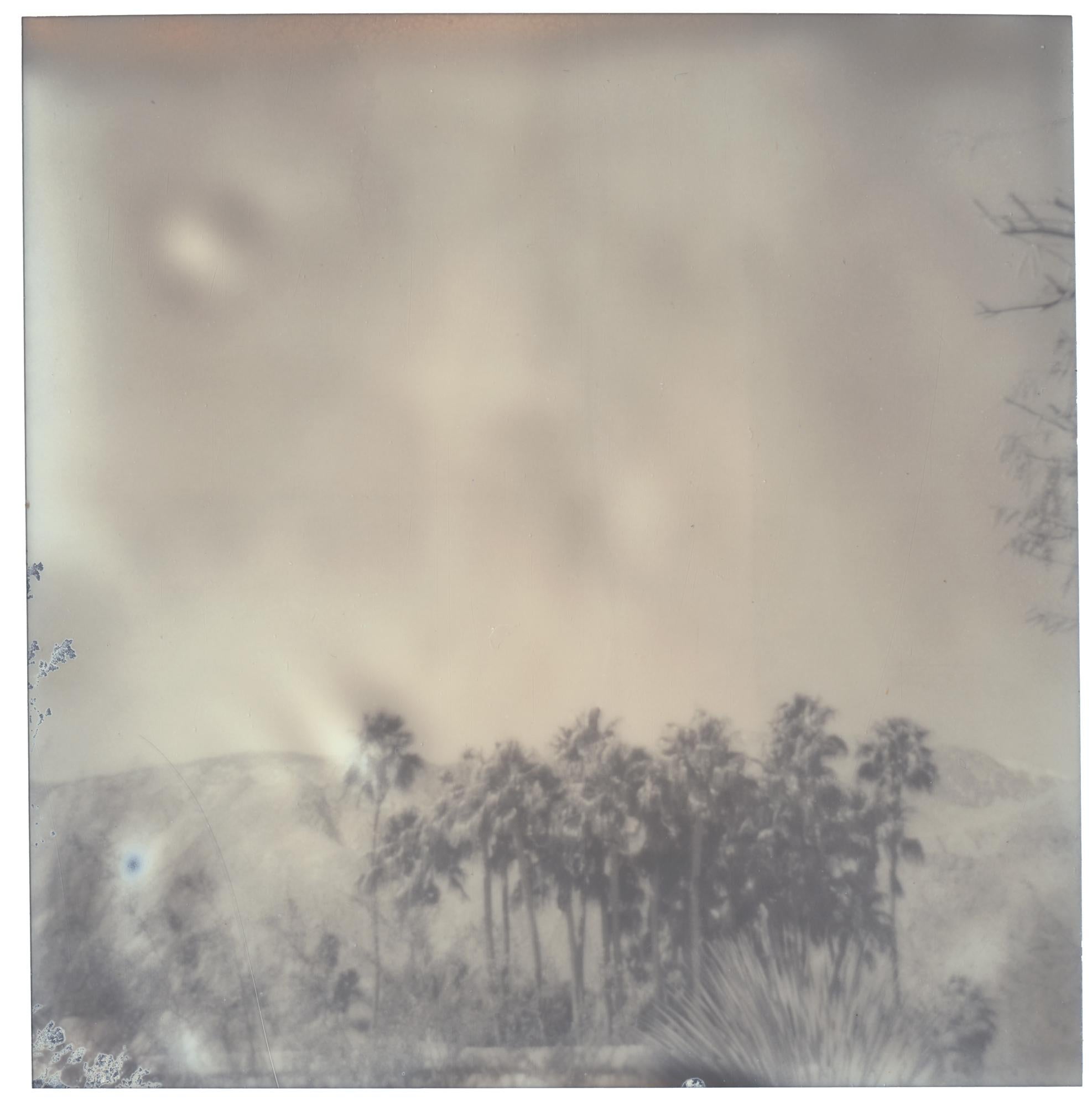 Stefanie Schneider Landscape Photograph - Palm Springs Palm Trees (California Dreaming) - Polaroid