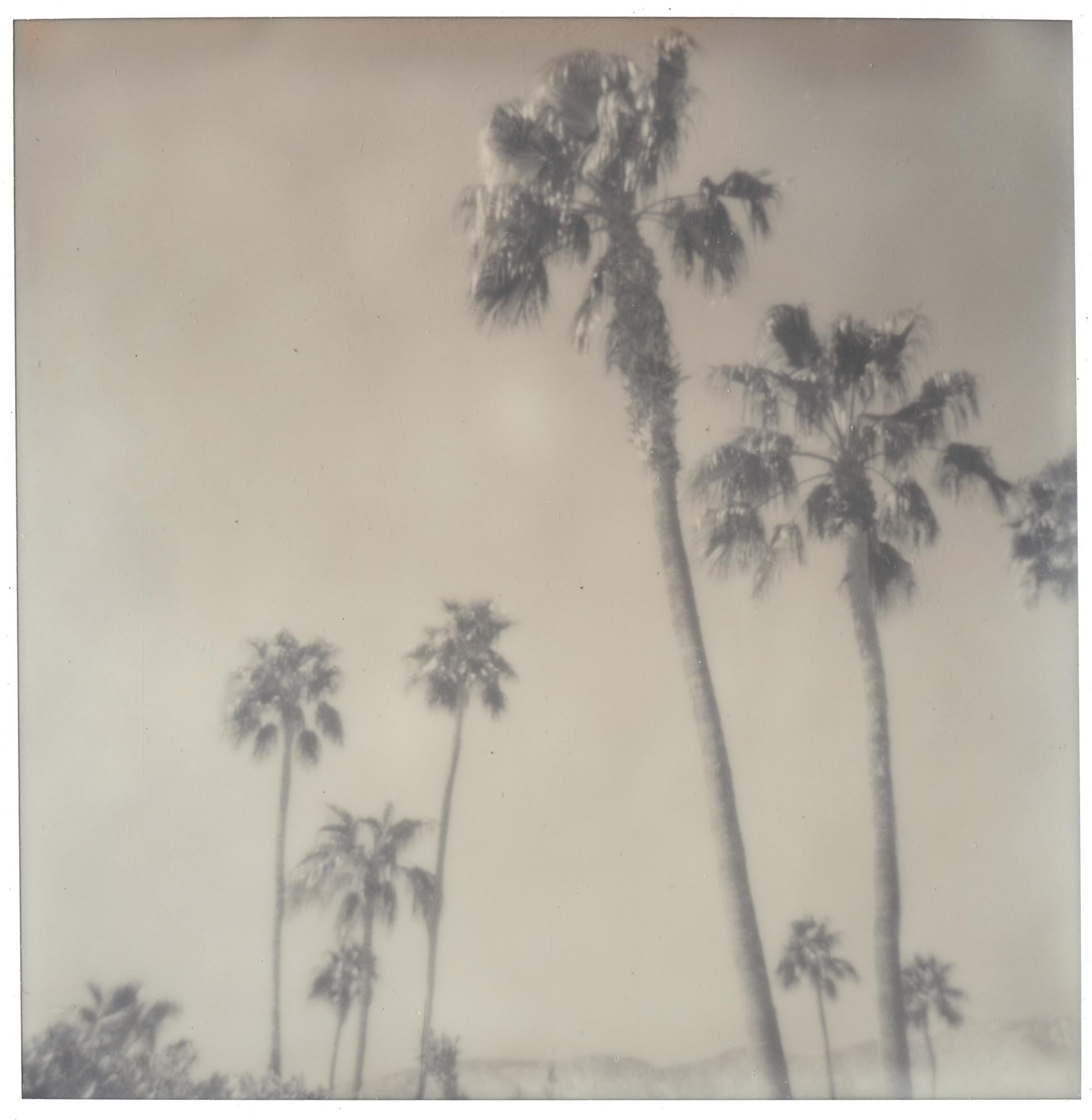 Stefanie Schneider Landscape Photograph - Palm Springs Palm Trees (Californication) - Polaroid