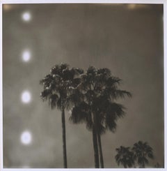 Palm Springs Palm Trees (Californication) - Polaroid