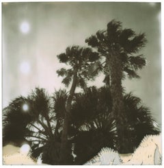 Vintage Palm Springs Palm Trees (Californication) - Polaroid