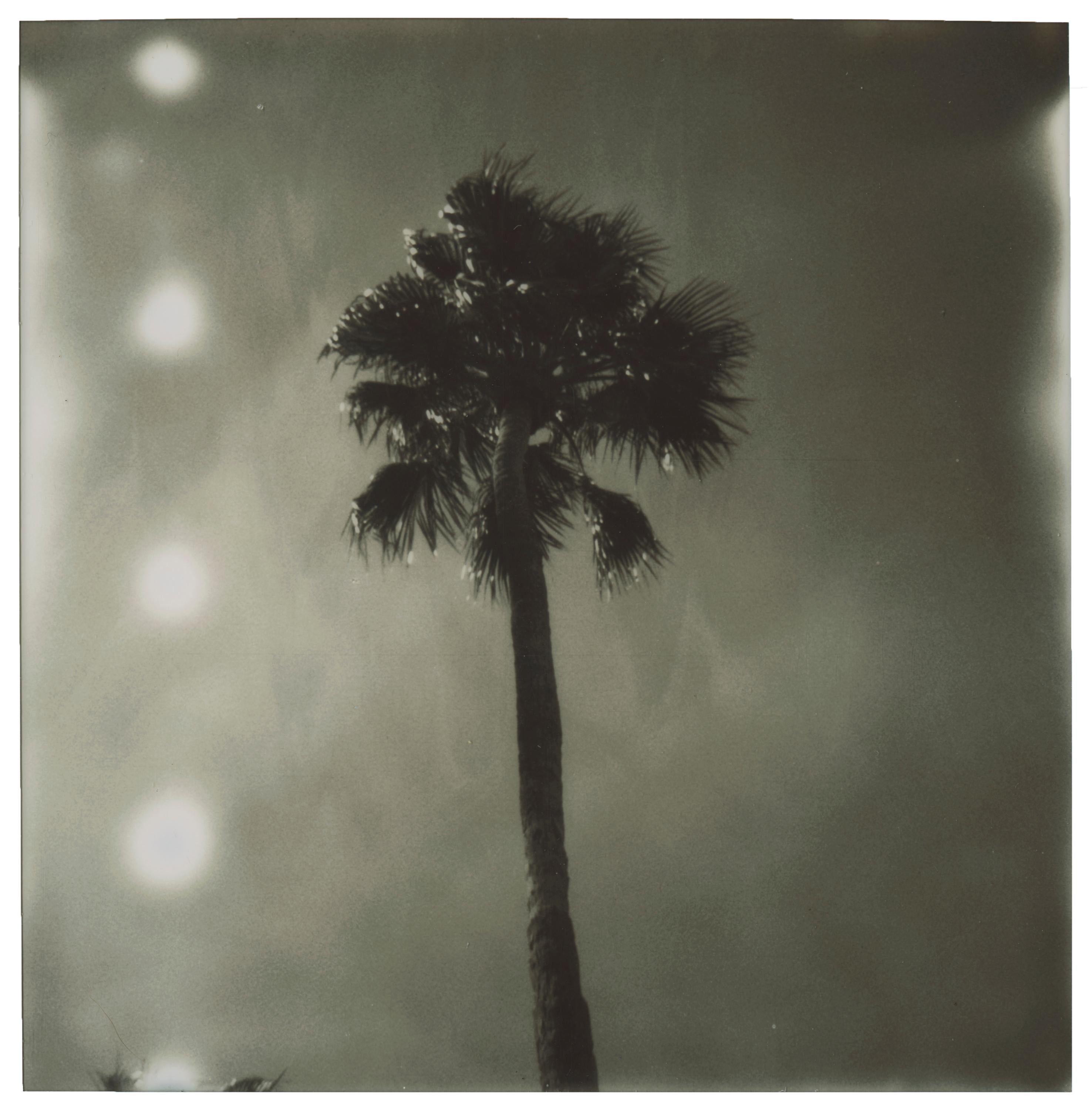 Stefanie Schneider Landscape Photograph - Palm Springs Palm Trees (Californication) - Polaroid