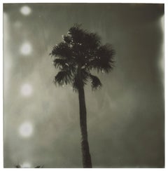 Palm Springs Palm Trees (Californication) - Polaroid