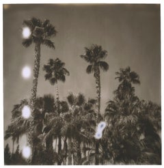 Palm Springs Palm Trees (Californication) - Polaroid