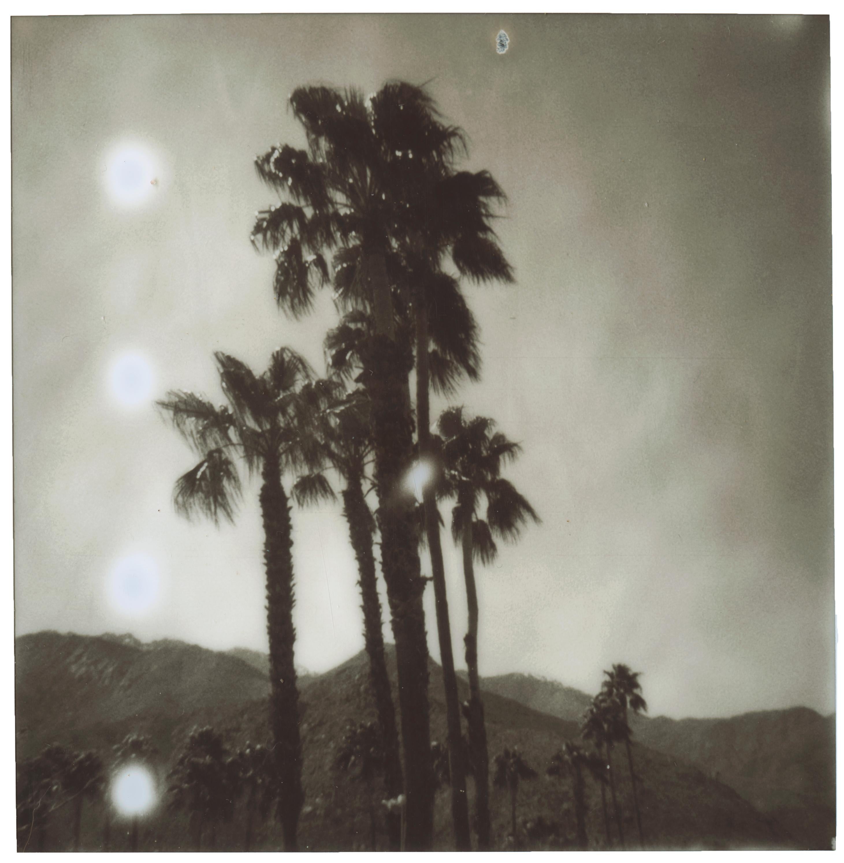 Stefanie Schneider Black and White Photograph - Palm Springs Palm Trees (Californication) - Polaroid