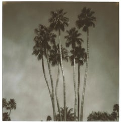 Retro Palm Springs Palm Trees (Californication) - Polaroid