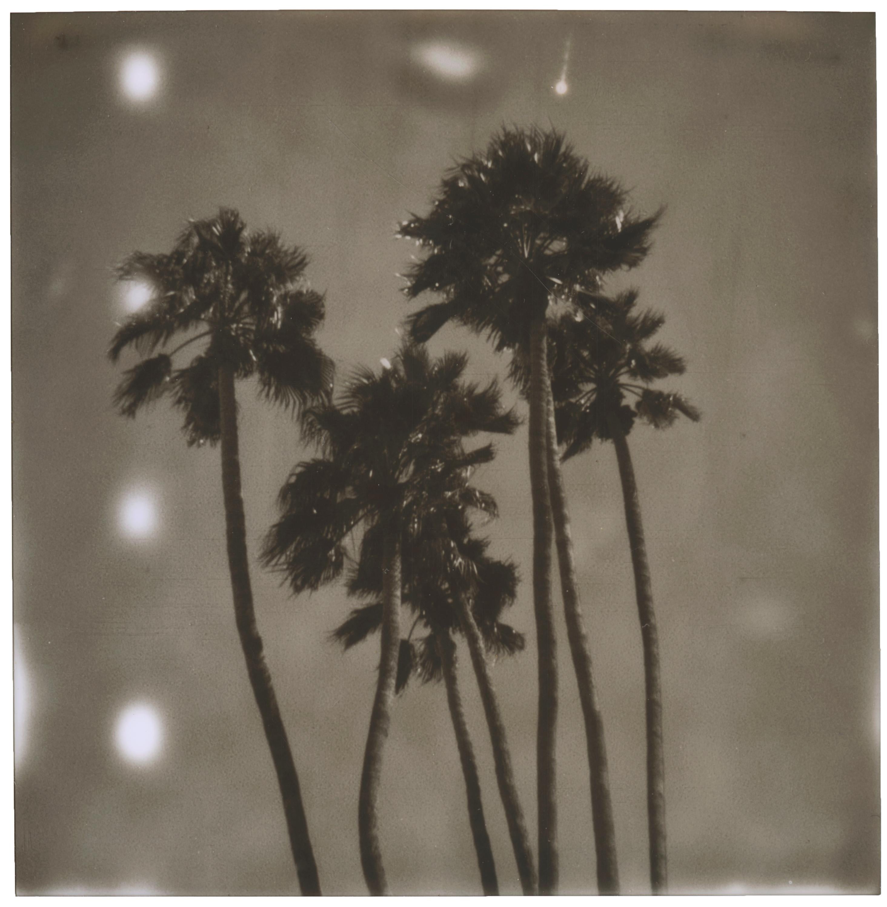 Stefanie Schneider Color Photograph - Palm Springs Palm Trees (Californication) - Polaroid