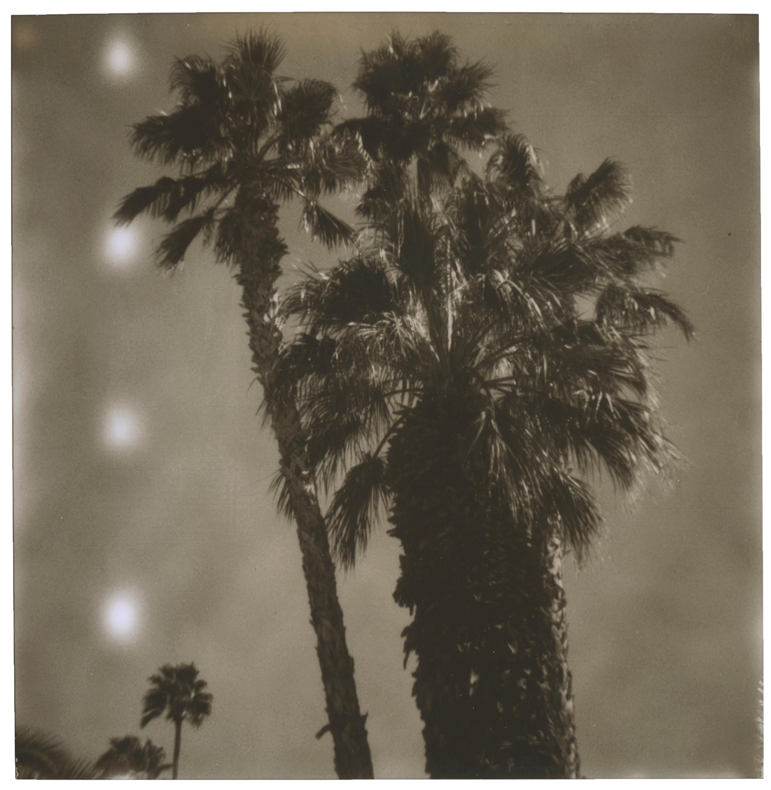 Stefanie Schneider Black and White Photograph – Palm Springs Palmen (Californication) – Polaroid
