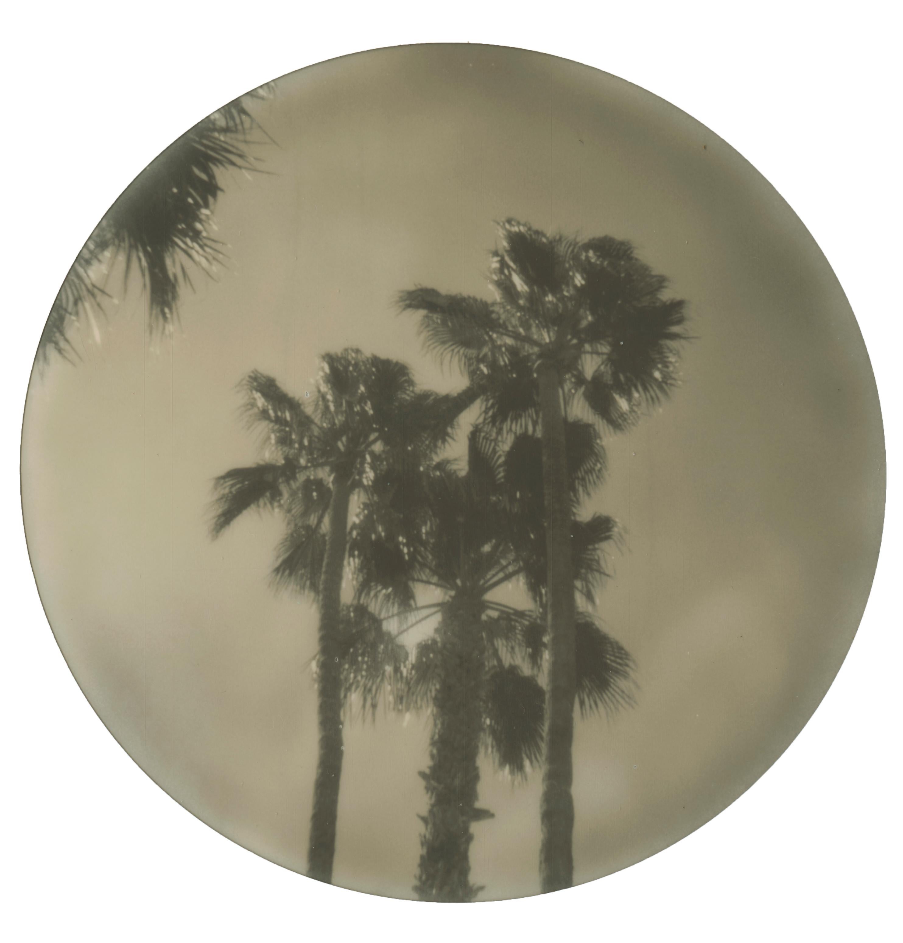 Stefanie Schneider Color Photograph - Palm Springs Palm Trees (Californication) - Polaroid