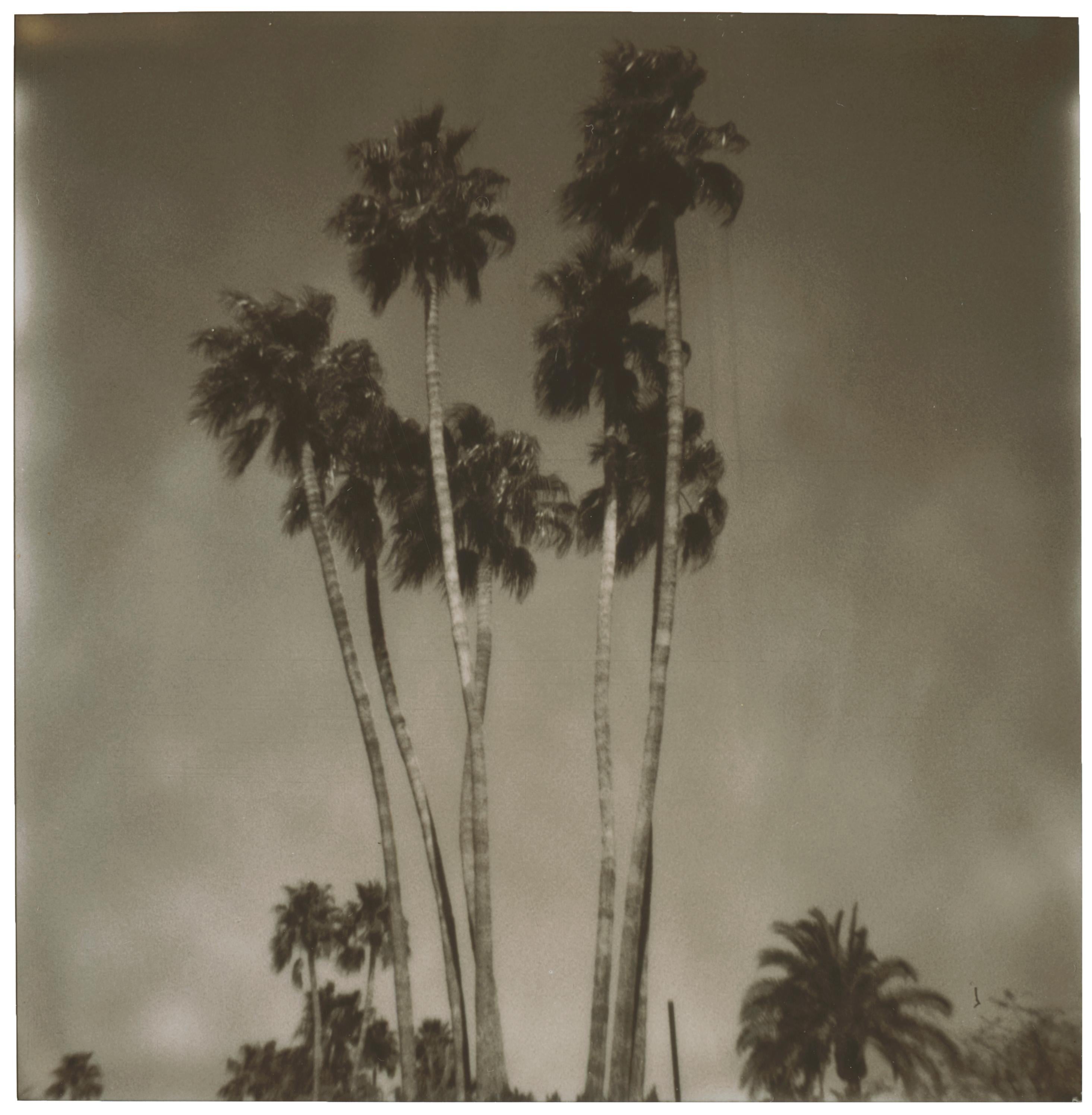 Landscape Photograph Stefanie Schneider - Palm Springs Palm Trees (Californication) - Polaroïd