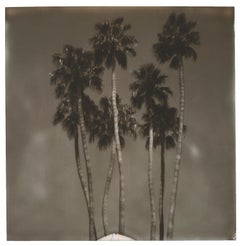 Palm Springs Palm Trees (Californication) - Polaroid
