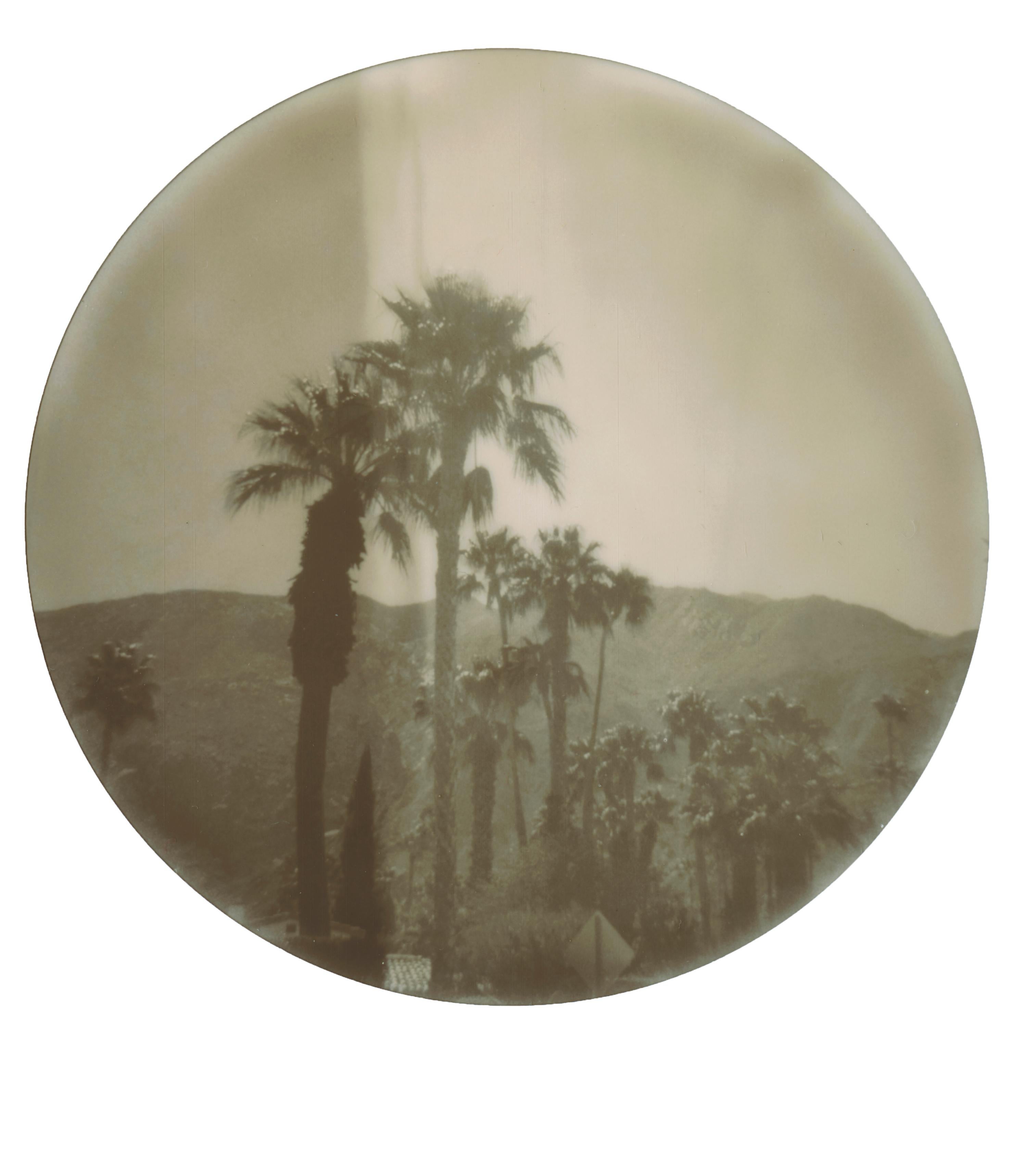 Stefanie Schneider Color Photograph – Palm Springs Palmen (Californication) – Polaroid