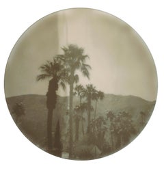 Palm Springs Palm Trees (Californication) - Polaroïd