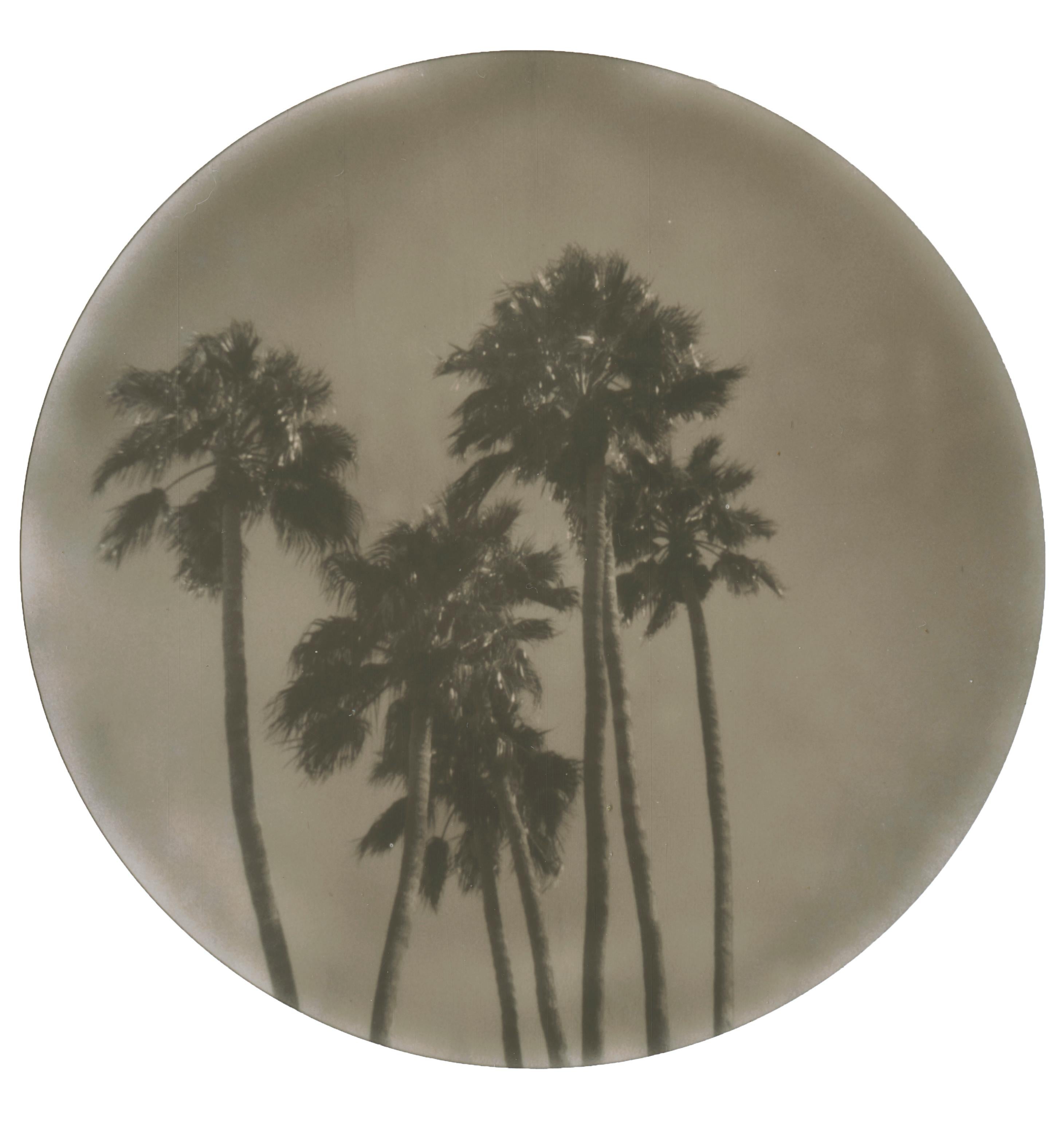 Landscape Photograph Stefanie Schneider - Palm Springs Palm Trees (Californication) - Polaroïd
