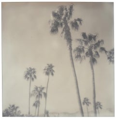 Palme di Palm Springs (Californication) - Polaroid