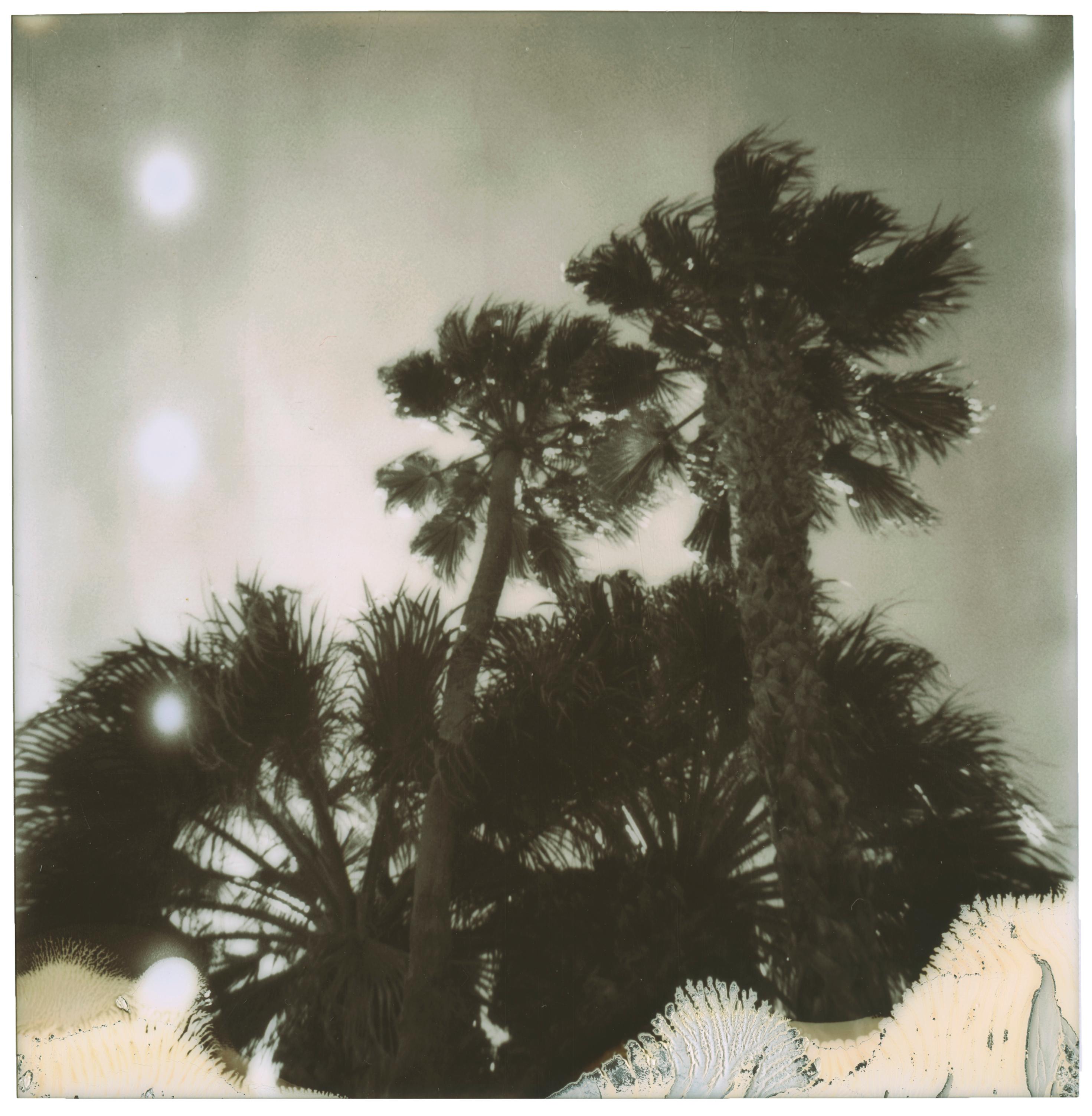 Stefanie Schneider Landscape Photograph - Palm Springs Palm Trees (Californication) - Polaroid