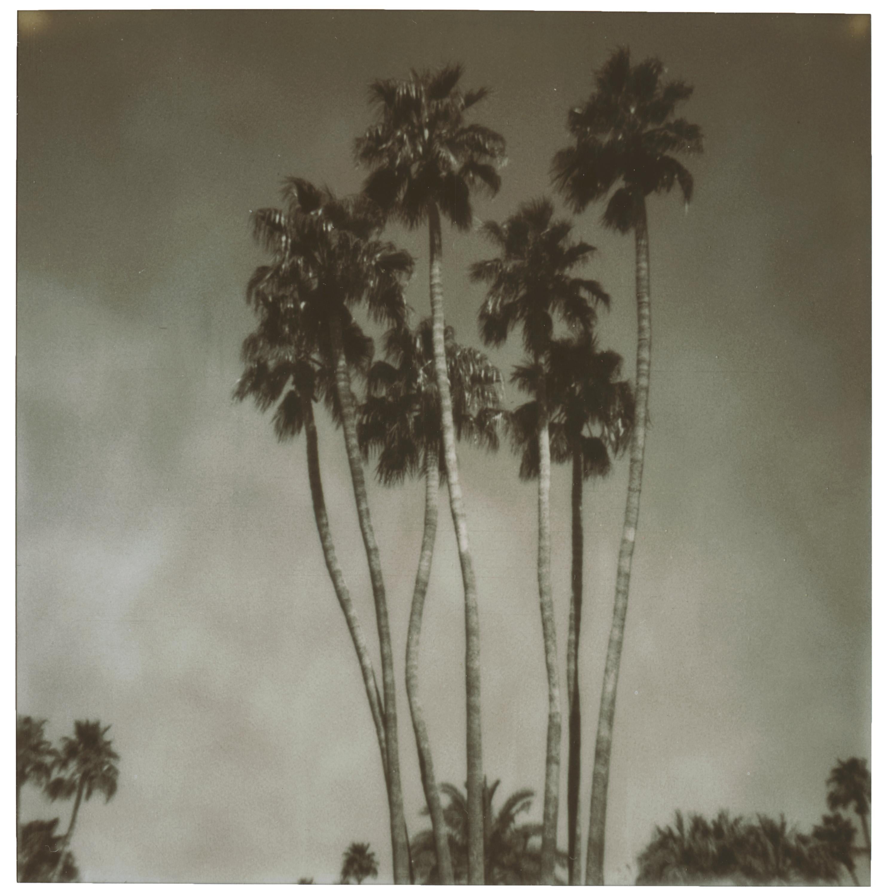 Stefanie Schneider Color Photograph - Palm Springs Palm Trees (Californication) - Polaroid
