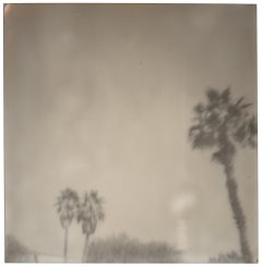 Palmiers de Palm Springs (Californication) - Polaroid