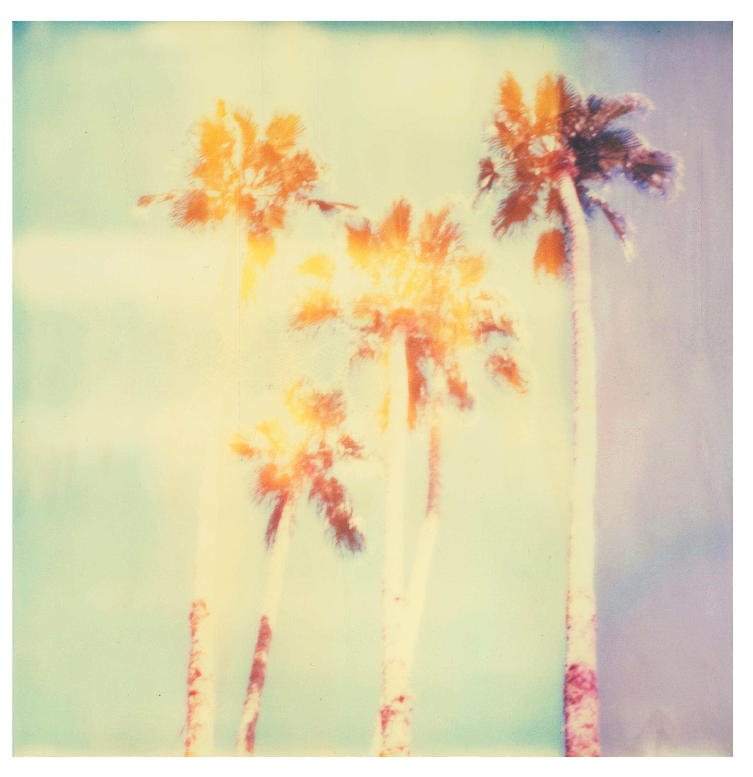 Stefanie Schneider Landscape Photograph – Palm Springs Palm Trees II (Kalifornien) – Polaroid, Zeitgenössisch, Farbe