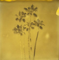 Palm Springs Palm Trees IX (Californication) - Polaroid, contemporain, couleur