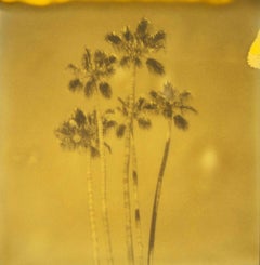 Palm Springs Palm Trees IX (Californication) - Polaroid
