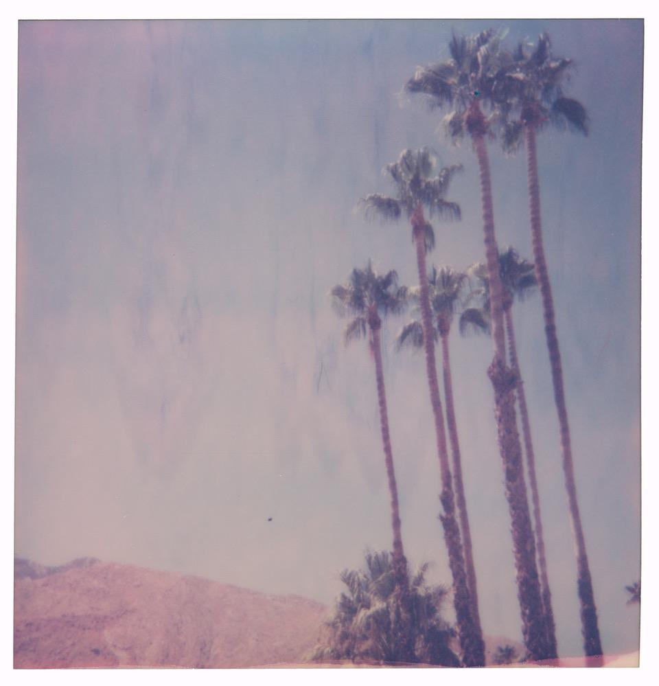 Stefanie Schneider Landscape Photograph - Palm Springs Palm Trees V (Californication)