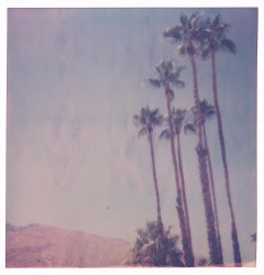 Palm Springs Palm Trees V (Californication)