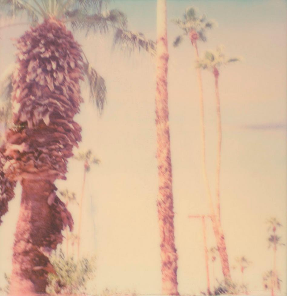 Palm Springs Palm Trees VI - Polaroid