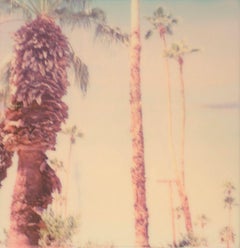 Palm Springs Palm Trees VI - Polaroid