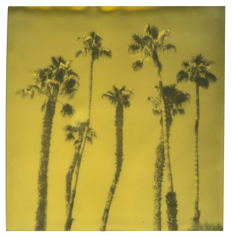 Stefanie Schneider Color Photograph - Palm Springs Palm Trees VIII (Californication) - Polaroid, Contemporary, Color