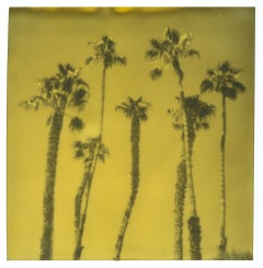 Palm Springs Palm Trees VIII (Californication) - Polaroid, contemporain, couleur