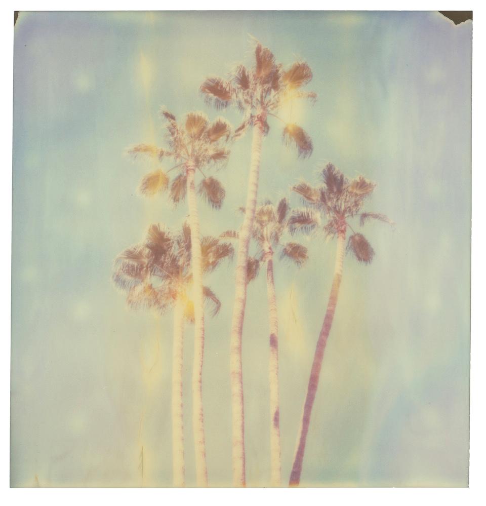 Landscape Photograph Stefanie Schneider - Palm Springs Palm Trees X (Californication)