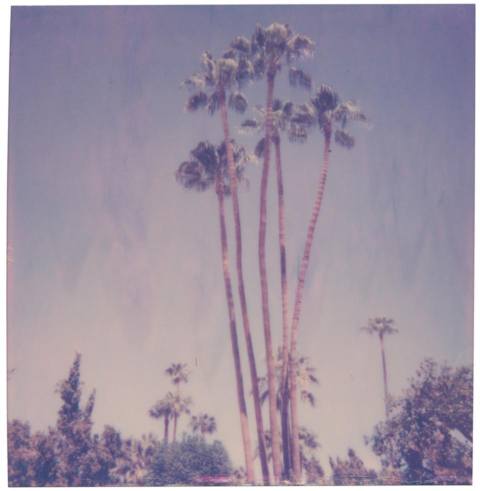 Stefanie Schneider Landscape Photograph - Palm Springs Palm Trees XI (Californication) - Polaroid, Contemporary, Color