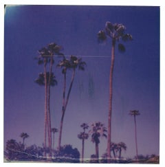 Palm Springs Palm Trees XII (Californication) - Polaroid, Contemporaneo, Colore